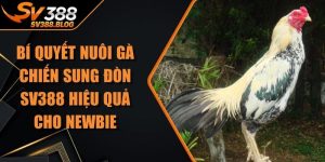 Bí Quyết Nuôi Gà Chiến Sung Đòn