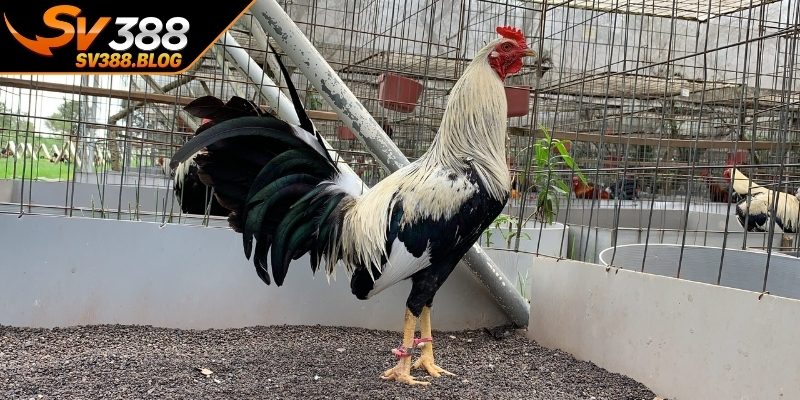 Tầm quan trọng của bí quyết nuôi gà chiến sung đòn