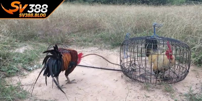Bí quyết nuôi và tập luyện gà chọi đúng kỹ thuật