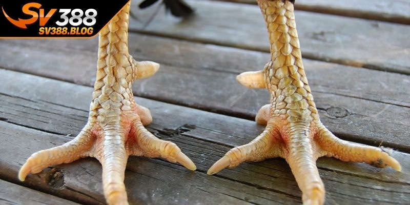 Kinh nghiệm xem chân và đòn lối thi đấu thực chiến