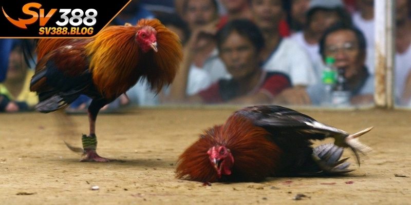Nền tảng quan trọng khi chọn chiến kê chất lượng