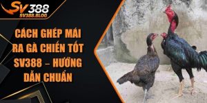 Cách Ghép Mái Ra Gà Chiến Tốt