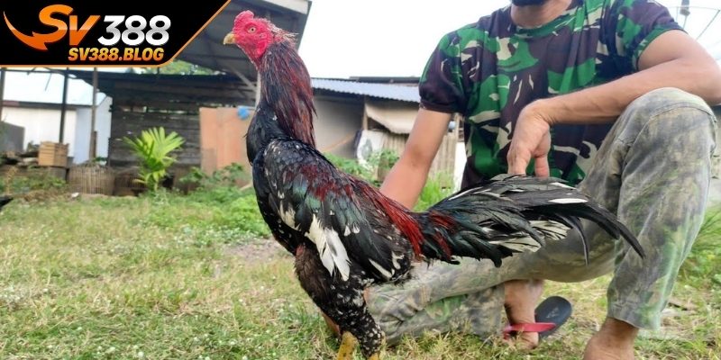 Kinh nghiệm phòng bệnh cho gà đá hiệu quả