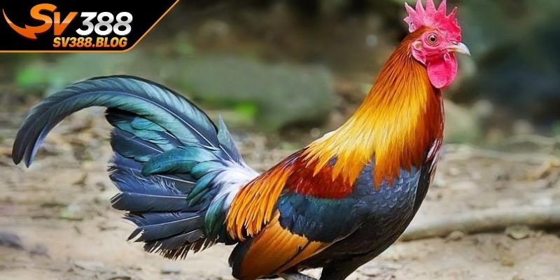 Vì sao cần chú trọng hiểu cách phòng bệnh cho gà đá