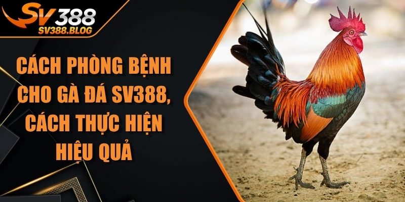 Cách Phòng Bệnh Cho Gà Đá