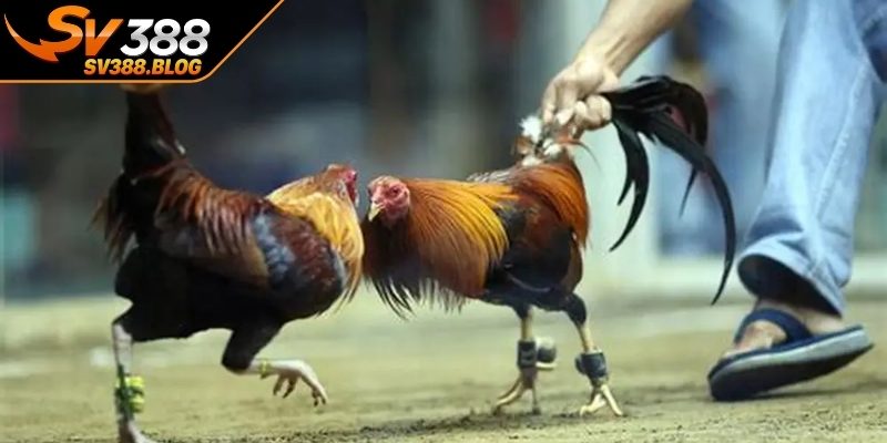 Cụ thể về phân hạng chiến kê