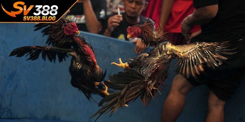 Quy trình kiểm tra trước trận
