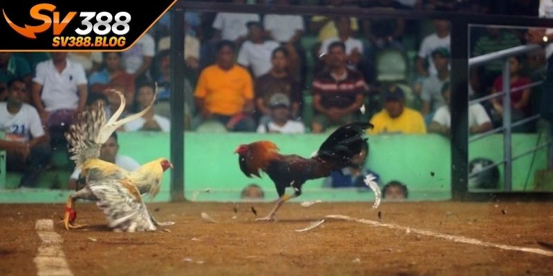 Nâng cao tỷ lệ chiến thắng với mẹo hay