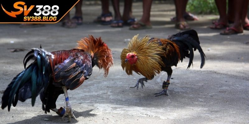 Toàn cảnh về loại hình đá gà Philippines 