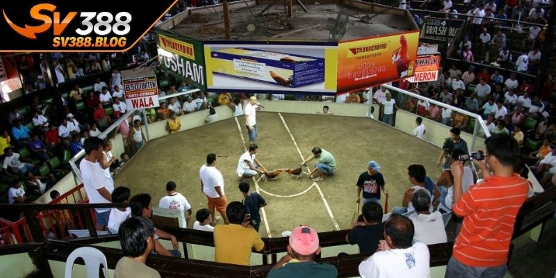 Hình thức đá gà thomo có điểm gì hấp dẫn?