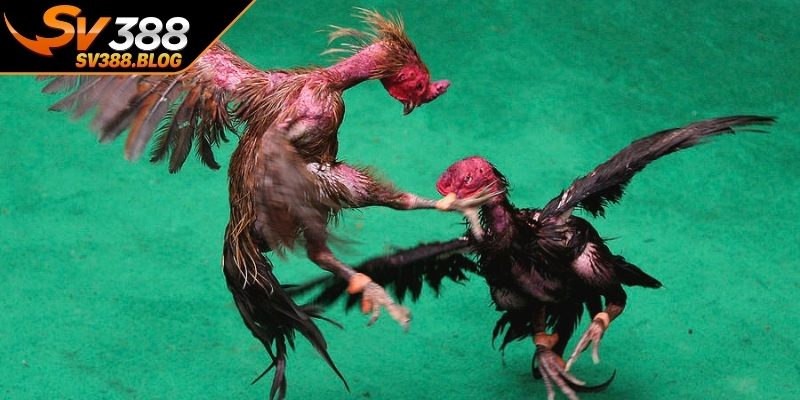 Khung giờ và quy tắc tổ chức