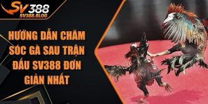 Hướng Dẫn Chăm Sóc Gà Sau Trận Đấu