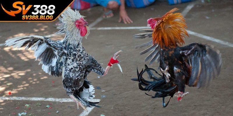 Hướng dẫn chăm sóc gà sau trận đấu an toàn