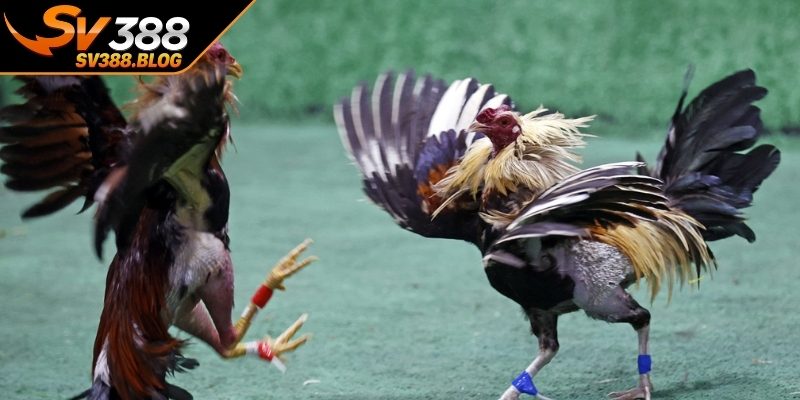 Tầm quan trọng của việc chăm sóc gà sau khi thi đấu