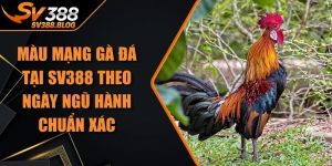 Màu Mạng Gà Đá